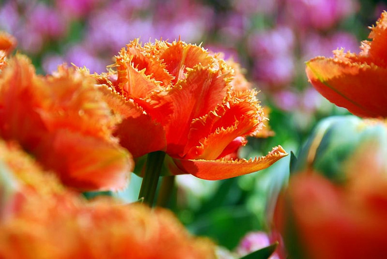 tulips with fringed edges